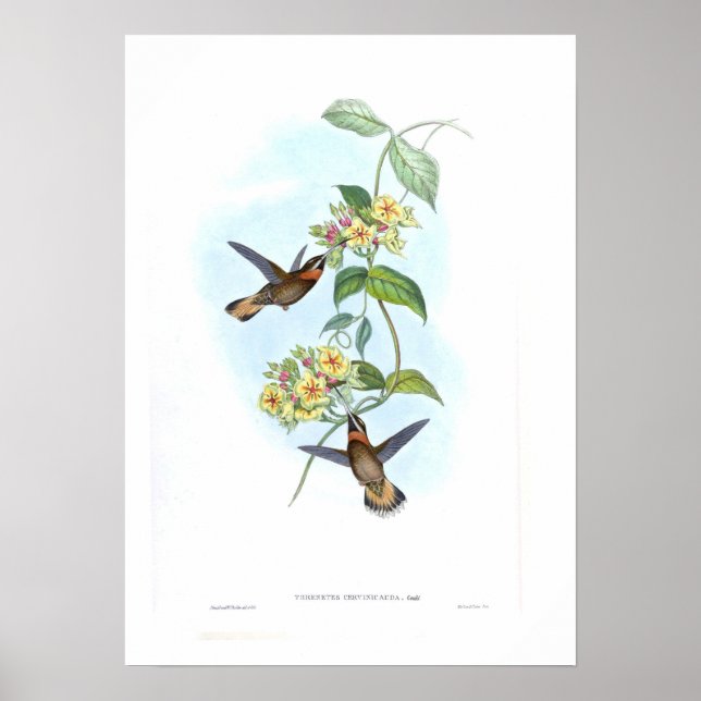 Hummingvogel Poster (Vorne)
