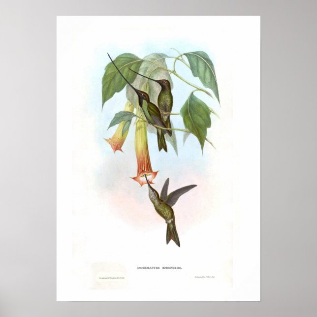 Hummingvogel Poster (Vorne)