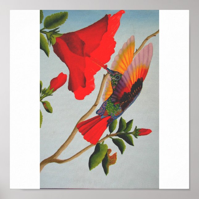 Hummingvogel Poster (Vorne)