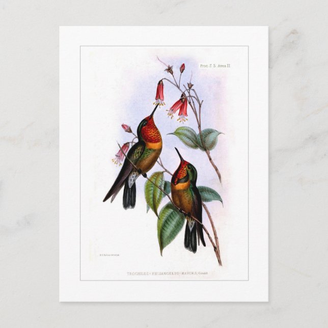 Hummingvogel Postkarte (Vorderseite)