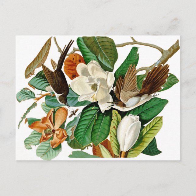 Hummingvögel Postkarte (Vorderseite)