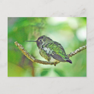 Hummingvogel Postkarte