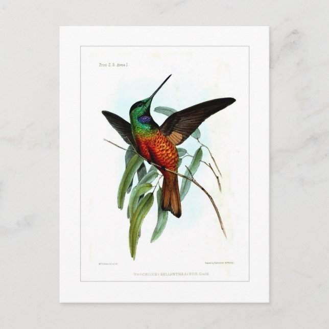 Hummingvogel Postkarte (Vorderseite)