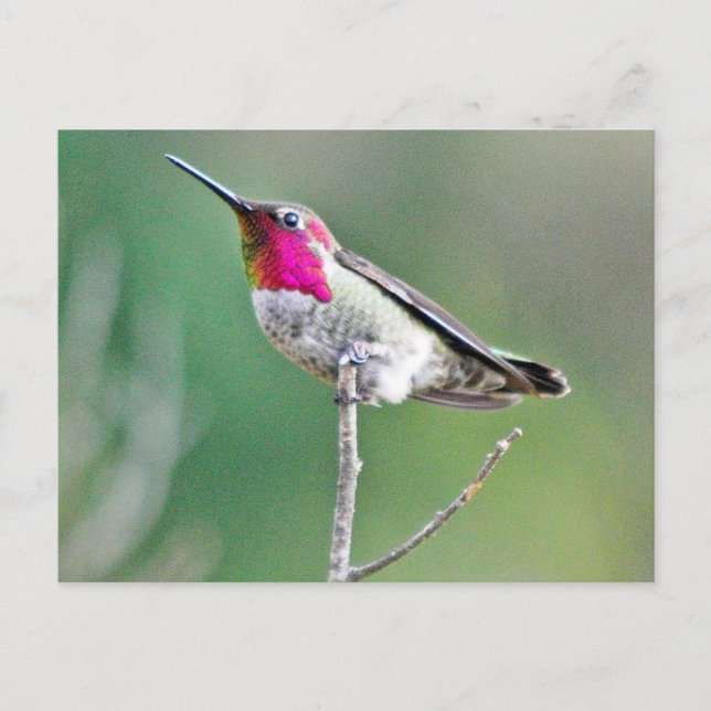 Hummingvogel Postkarte (Vorderseite)