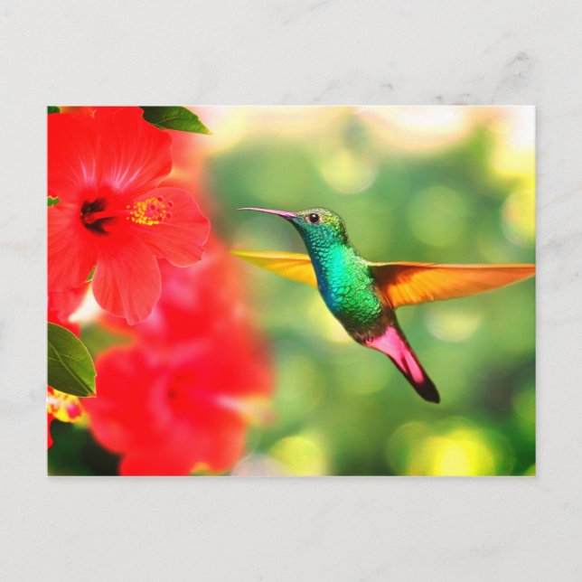Hummingvogel Postkarte (Vorderseite)