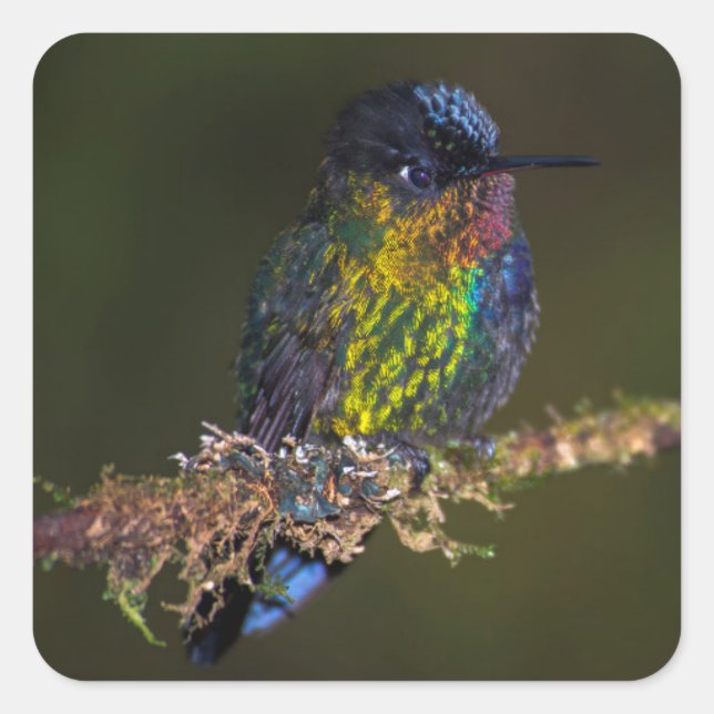 Hummingvogel Quadratischer Aufkleber (Vorderseite)