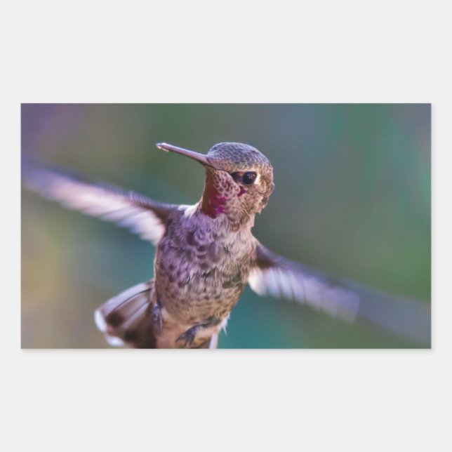 Hummingvogel Rechteckiger Aufkleber (Vorderseite)