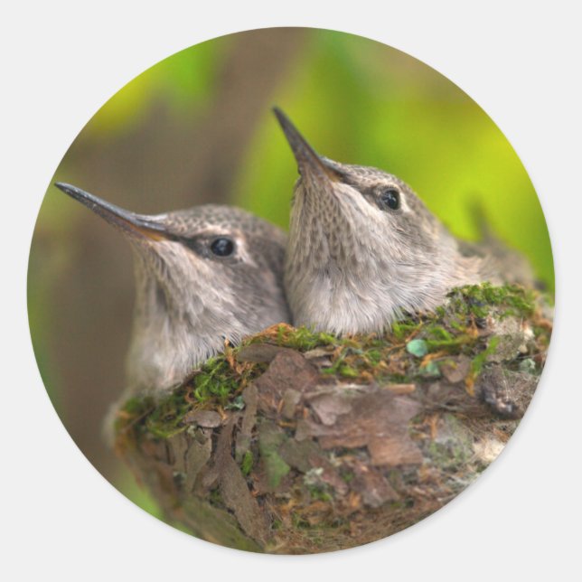 Hummingvögel Runder Aufkleber (Vorderseite)
