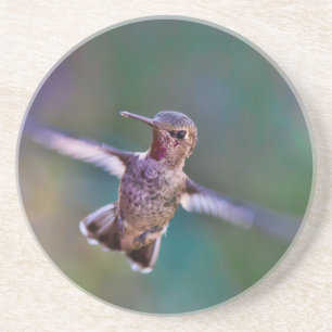 Hummingvogel Sandstein Untersetzer