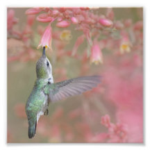 Hummingvogel schlängelt auf Blume
