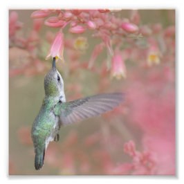 Hummingvogel schlängelt auf Blume Fotodruck