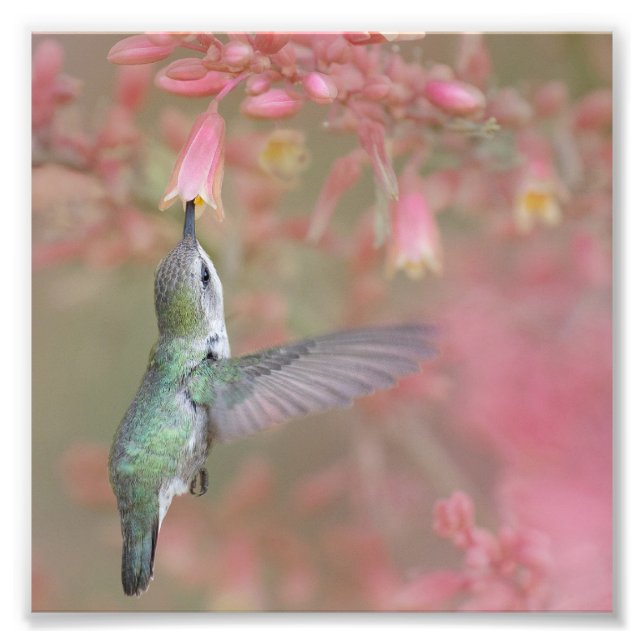 Hummingvogel schlängelt auf Blume Fotodruck (Vorne)