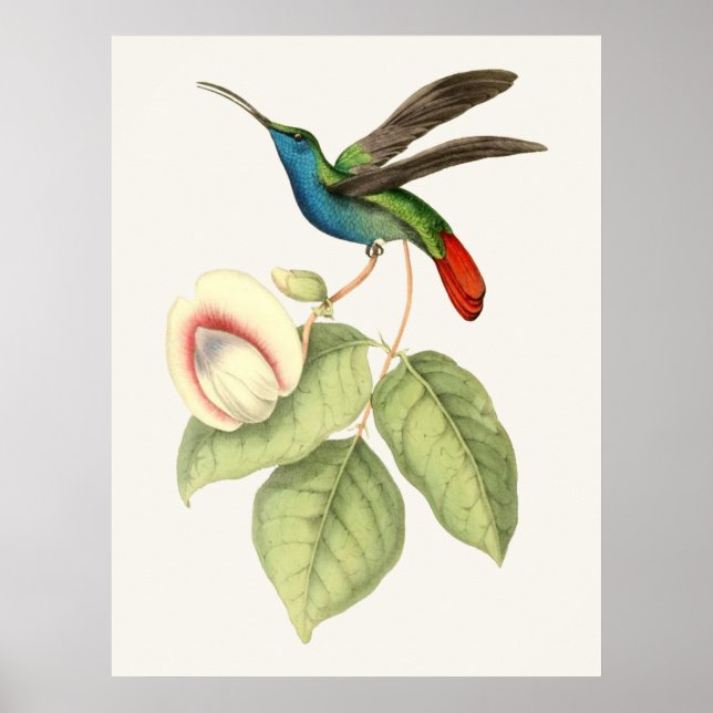 Hummingvogel und Blume Poster (Vorne)
