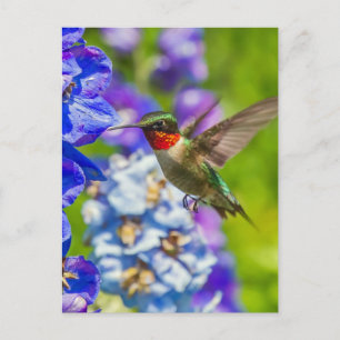 Hummingvogel und Delphinium Postkarte