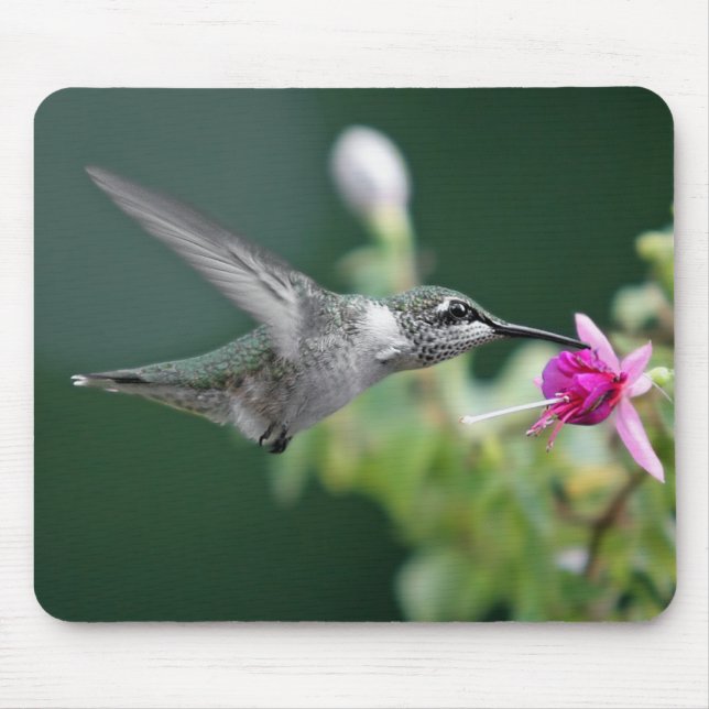 Hummingvogel und Fuchsia Mousepad (Vorne)