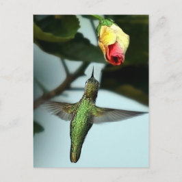 Hummingvogel und Gelbe Rose Postkarte