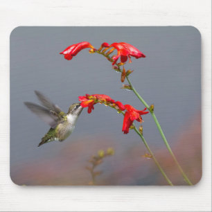 Hummingvogel und Krokodilmie Mousepad