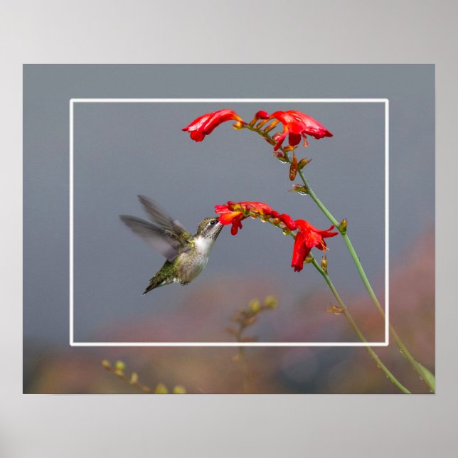 Hummingvogel und Krokodilmie Poster (Vorne)