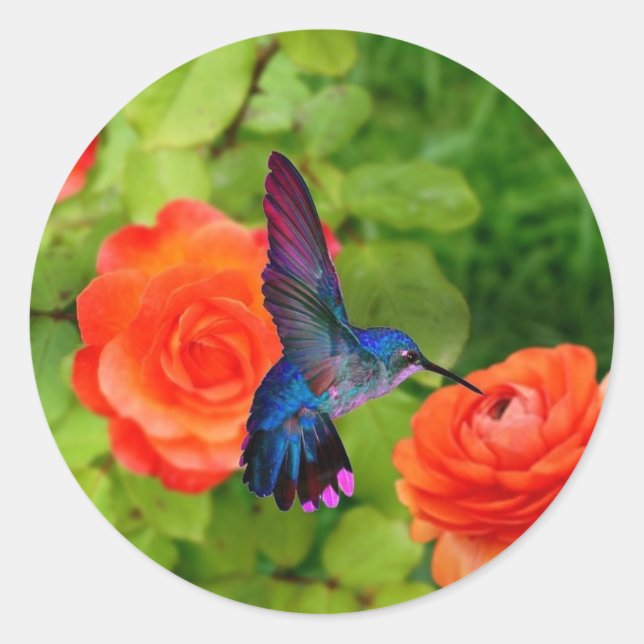 Hummingvogel und Rose Runder Aufkleber (Vorderseite)