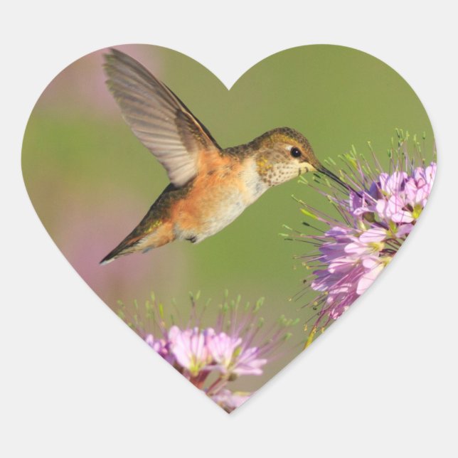 Hummingvogel und Wildblumen Herz-Aufkleber (Vorderseite)