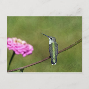 Hummingvogel und Zinnia Postkarte