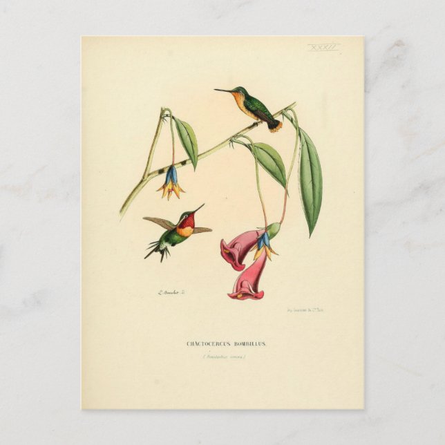 Hummingvogel, Vogelillustration, Vogelkunst, Vinta Postkarte (Vorderseite)