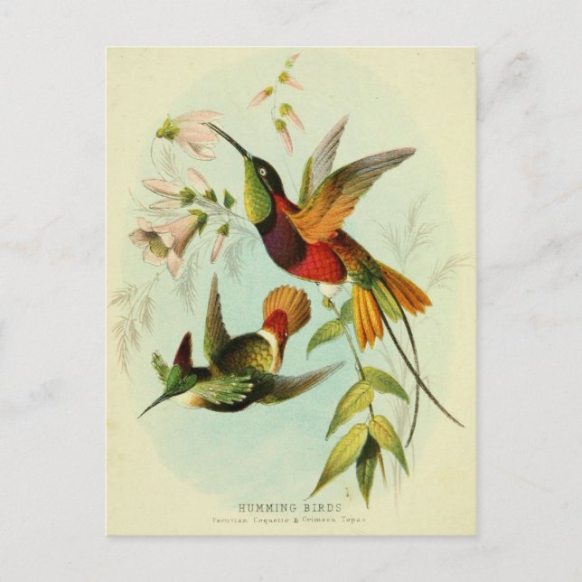 Hummingvogel, Vogelillustration, Vogelkunst, Vinta Postkarte (Vorderseite)