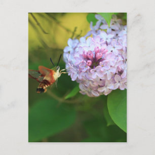 Hummmingbird Moth Postkarte