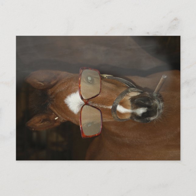 Humorale Horse Foal Smoking Cigar Postkarte (Vorderseite)