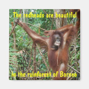 Humorale Tiere Magnet