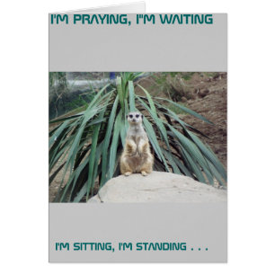 Humore Meerkat - Kreis eins