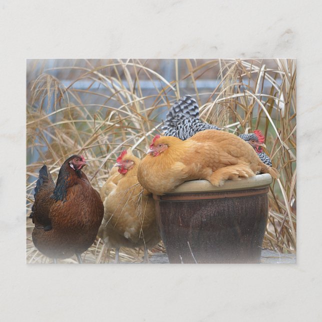 Humoriges Huhn Postkarte (Vorderseite)
