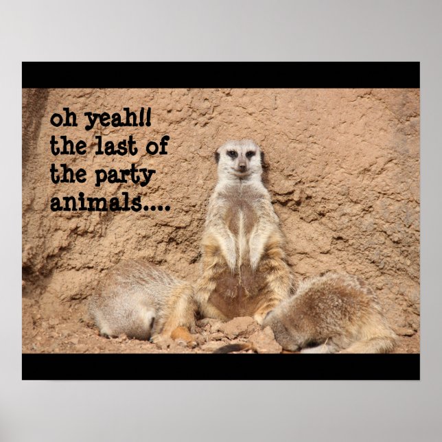 humoristique poster meerkat, Animal de fête ! (Devant)