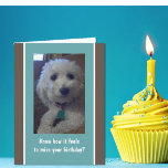 Humorous, fun belated birthday card karte<br><div class="desc">Cute belated card for dog lovers or anyone!</div>