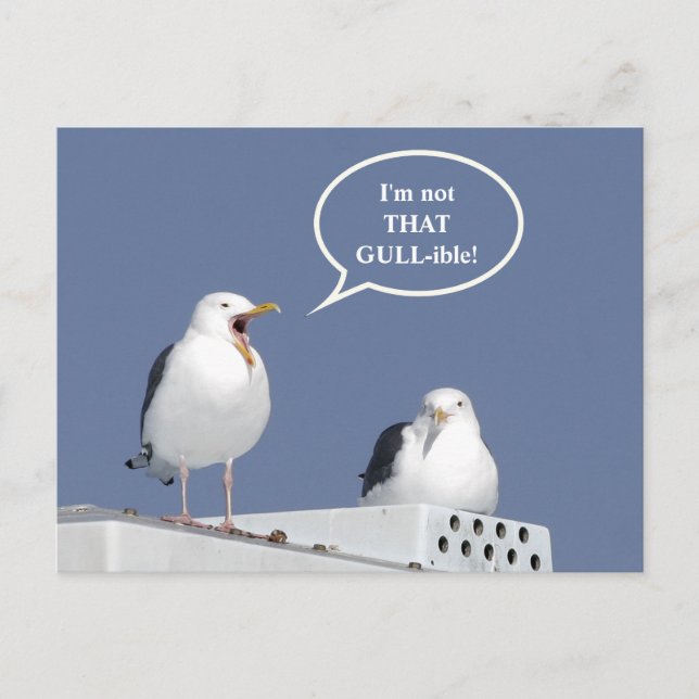 Humorous Yelling Seagull Funny Post Card Postkarte (Vorderseite)
