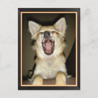Humorvolle Hundepostkarte Postkarte