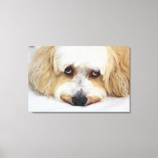 humorvolle nah-up von Bichon-Hund Leinwanddruck (Vorderseite)