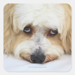 humorvolle nah-up von Bichon-Hund Quadratischer Aufkleber