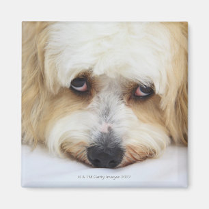 humorvolle Nahaufnahme von bichon frise Hund Magnet