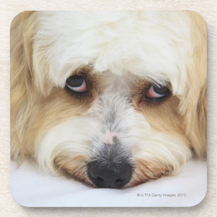 humorvolle Nahaufnahme von bichon frise Hund Untersetzer