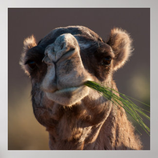 Hump Day Camel Feasting auf grünem Gras Poster