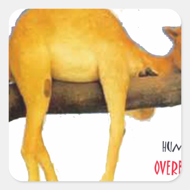 Hump Day Camel .. überschwänglich Quadratischer Aufkleber (Vorderseite)