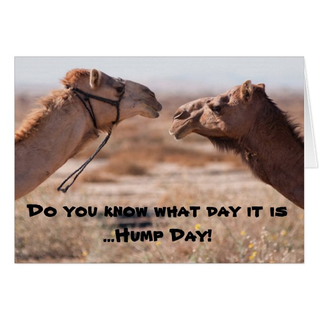 Hump Day Camels (Vorderseite (Horizontal))