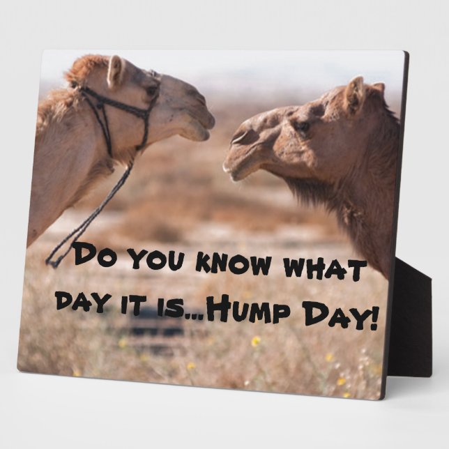 Hump Day Camels Fotoplatte (Seite)