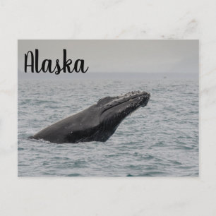 Humpback Breach Alaska Postkarte
