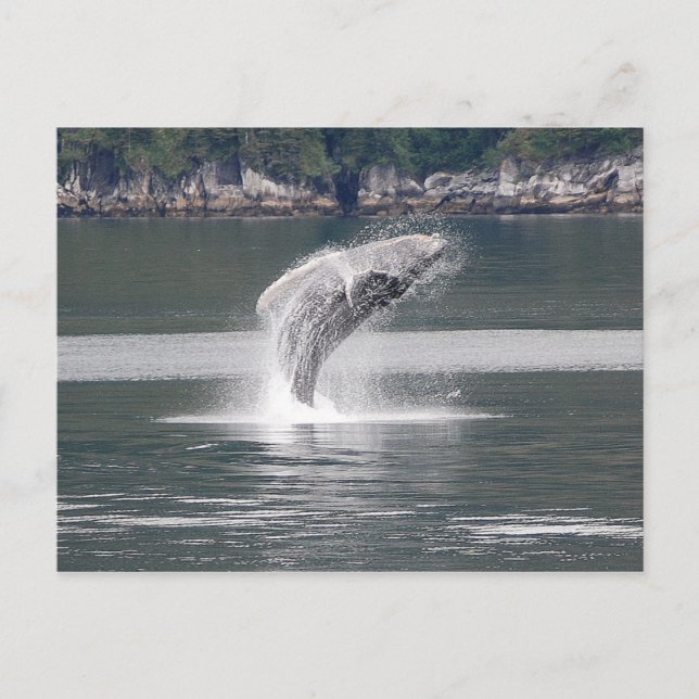 Humpback Breach Postkarte (Vorderseite)