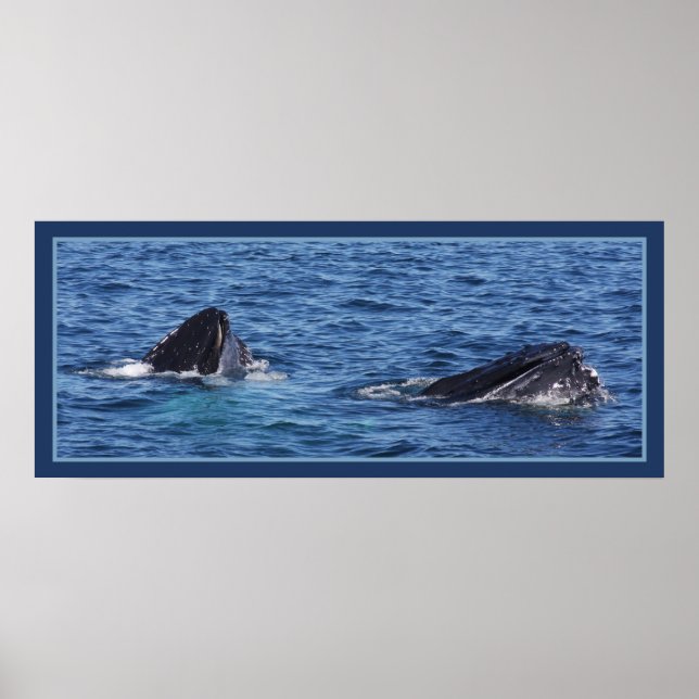 Humpback Pair Poster (Vorne)