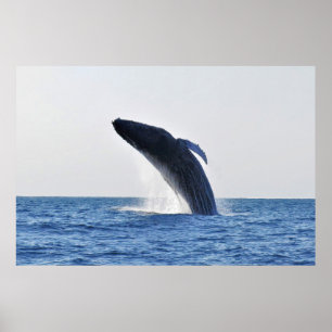 Humpback Poster