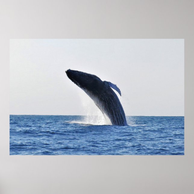 Humpback Poster (Vorne)