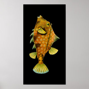 Humpback Turretfish, Ernst Haeckel Kunst Poster